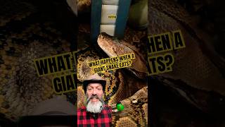 Did you know this about pythons? #molinarosnakelab #python #reptiles #reticulatedpython #giantsnakes