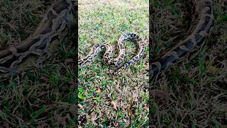 BURMESE Python Handling outside #reptiles #burmesepythons