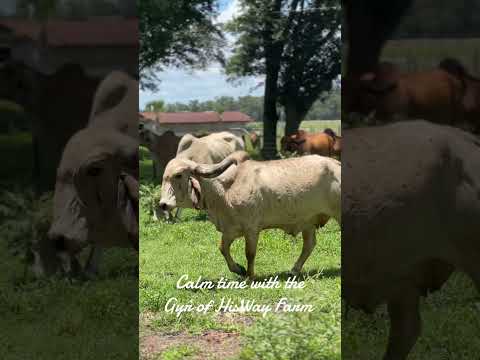 Enjoy the calm with the Gyr and Guzerat at HisWay Farm