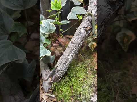 Cameroon Dwarf Day Geckos are just perfect #gecko #tiny