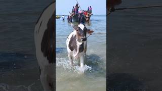 Cow videos 432😅 #shortsvideo #funnyshorts #funny #cowGoru #cowcow #funnycow #animals