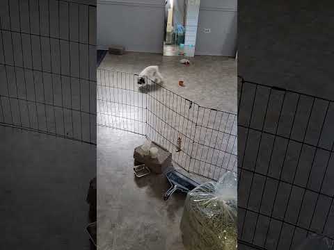 Bunnys excited on Easter Sunday!