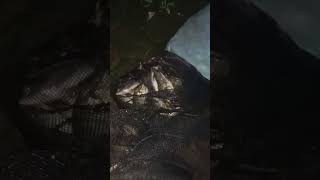 Rekor mancing jaring hampir 30 kg