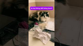 The Drama in This House! #funnyanimals #petdrama  #youtubeshorts #catvsdog #petshorts