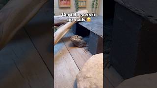 He said “I’m coming out today! Chomp!” #reptiles #beardeddragon