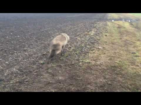 Timber wolf (released from trap)
