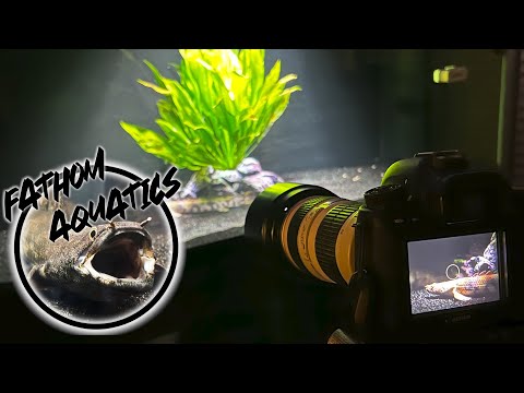 I'm Growing Out This Prehistoric Fish!
