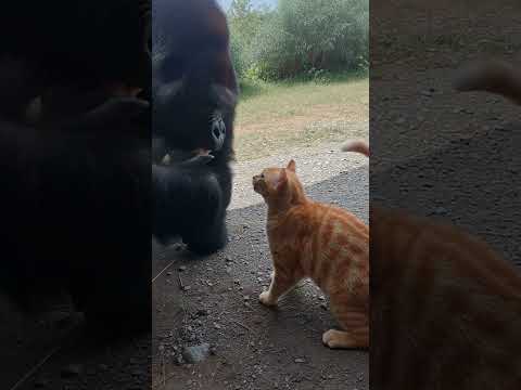 Brave Orange Cat Tries to Fight a Giant Gorilla
