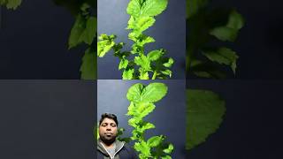 Journey from seed to plant #plants #timelapse #shorts