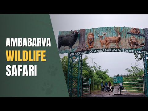 Ambabarva Wildlife Sanctuary Safari | Peaceful Forest POV🌲