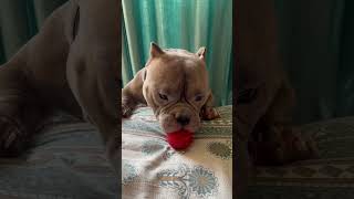 Funny American bully 😂❤️ #shortsviral #attitudestatus #americanbully #pitbullpower #funny #status