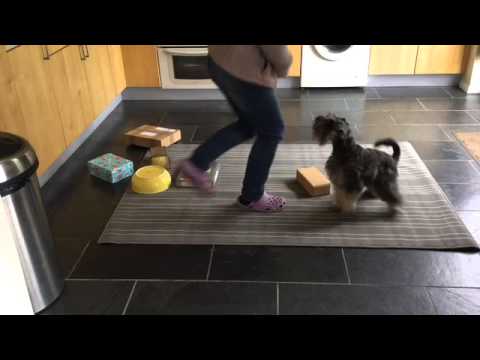 Pixie conquers her fear of the fruit bowl