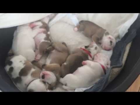 8 little puppies