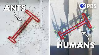 The Intelligence Test Where Ants Beat Humans