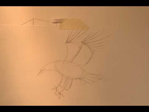 How to draw a Bald Eagle step by step drawing
