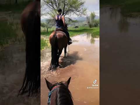 #Rescue#horses trained and safely #rehomed.(The paint and sorrel with a blaze are not rescues)