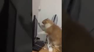Software Cat #shorts