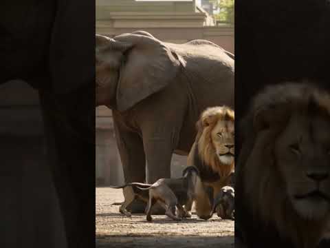 animal shouting #viral #funny #cartoonbackgroundmusic #animals