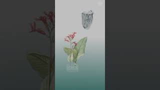 Dreamy Peaceful LoFi Vibes #AmbientBeats #calmrhythms