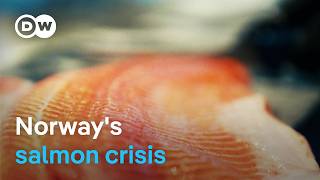 Can Norway’s wild salmon be saved? | DW Documentary