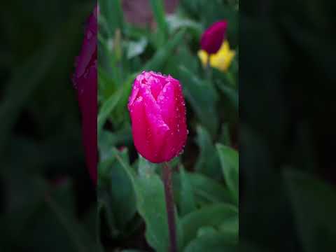 We deelden al een prachtige video, maar nu hebben we nog meer adembenemende shots! #tulips #tulip