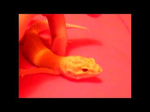 NEW LEOPARD GECKO