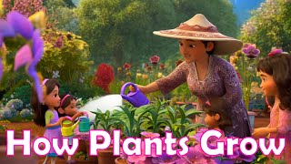 Learning about how plants grow song | Lala Genie Educational Songs for Kids