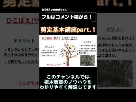 【植木剪定講座】剪定基本講座part.01【庭木の剪定】 #植木屋 #剪定 #庭師