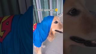 Good morning 🌞 #dog #dogs #dogshorts #shorts #goldenretriever #relatable