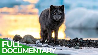 Iceland: A Journey Through Untamed Extreme Wilderness | Free Documentary Nature