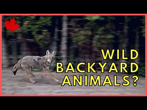 (ENG CC) COYOTE SPOTTING IN OUR BACKYARD | 우리집 마당에 야생동물이 왔어요!