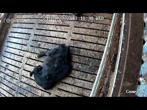 Reolink RLC-823A  in action on farm