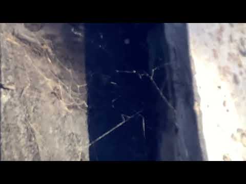 🕷️