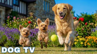 12 Hrs of Music for dogs when home alone 🐶 Anti Anxiety Music For Dogs 🐶 Dog calming music