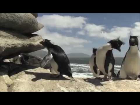 Penguin fails with sad music