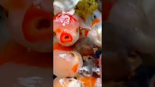 mini aquarium ideas 💡 for home#youtubeshorts #homedecor #subscribe #fishspecies #music