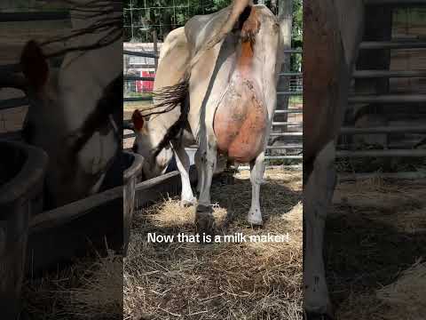 Milk machine! #jerseycow #milkcow #cowmilk