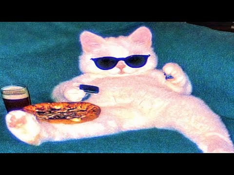 these are the craziest cats ever