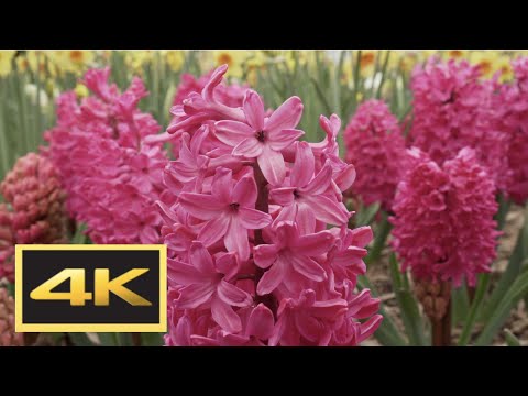 Spring Flowers and Singing Birds: Nature Soundscape, Relaxation and Ambience in 4K