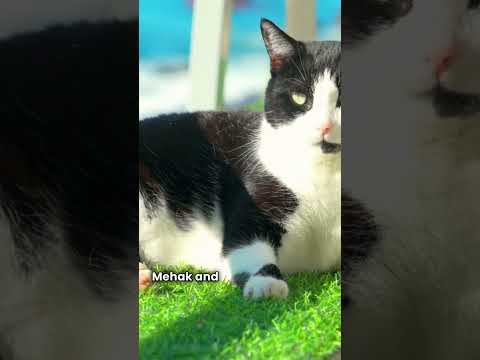 "The Wind’s Whisper and the Silence of Cats"😺😺#catlove #catcare