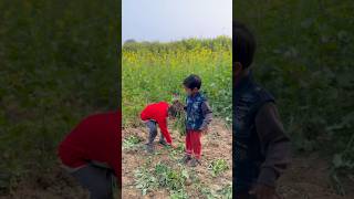 Khet ki safai 🧹 #trendingshorts #trendingstatus #trendingsong #familyvideo #fanivideo