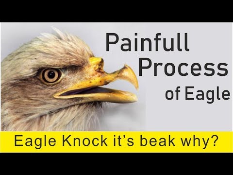 Eagle Rebirth Painful Process to live up to 70 years