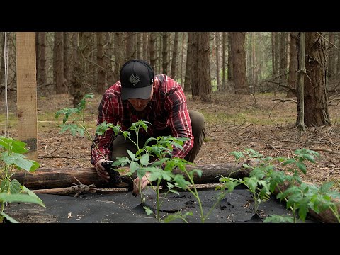 Solo Log cabin building, Cucumbers and tomatoes in the forest