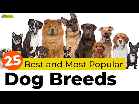 Top 25 Best and Most Popular Dog Breeds