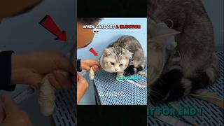 when cats get injection first time💀🗿#cat #trollfaceedit