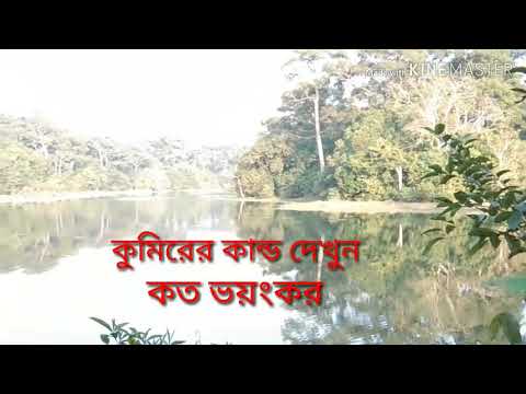 কুমিরের কান্ড