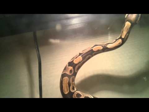 Normal Ball Python - Faith