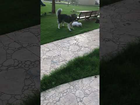 Pets Playtime #petfriends #petshorts #shortsvideo  #shorts #huskyplaytime #pets
