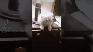 #cat #freepalastine #duet #freepalestin #freepromotionofyoutubechannel #freepalestine #cute #pti