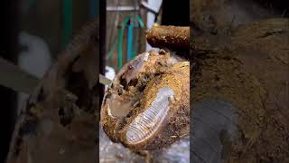 Well this cows hoof got kinda gnarly!! #cows #shorts #farm #reels